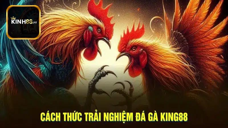 Tại sao nên chọn đá gà Kinh88?