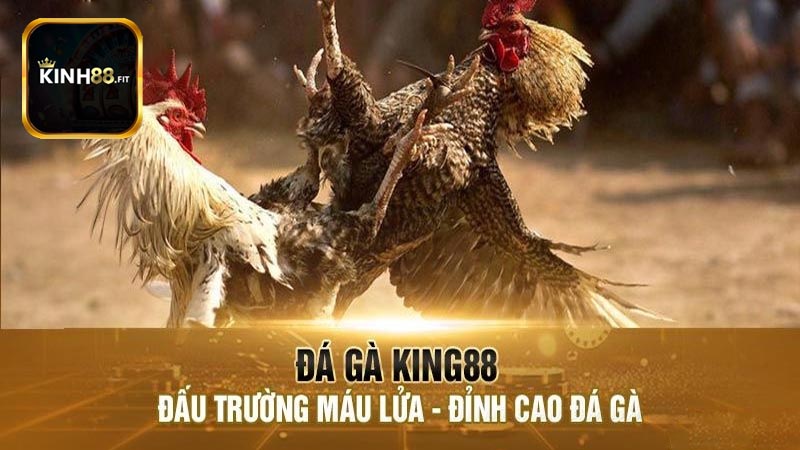 Các loại cược phổ biến trong đá gà trực tuyến Kinh88